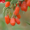 China Goji